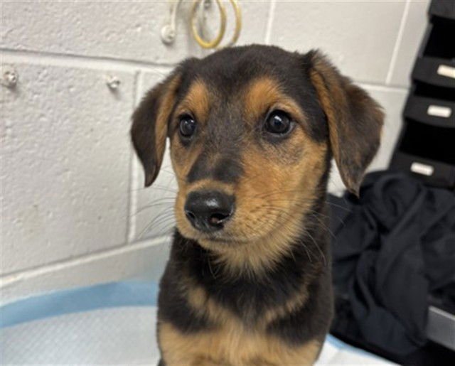 ROSIE - German Shepherd Dog available for adoption