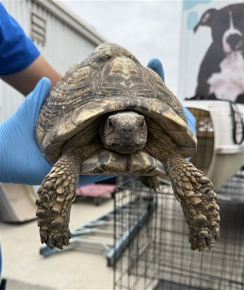 MASTER UGUI - Tortoise available for adoption
