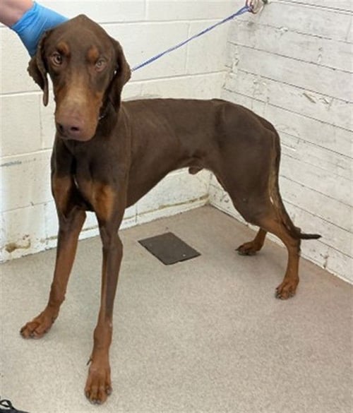 ZEUS - Doberman Pinscher available for adoption