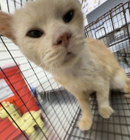 PROFESSOR PURRINGTON - Domestic Short Hair available for adoption
