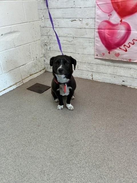 POE - Pit Bull Terrier available for adoption