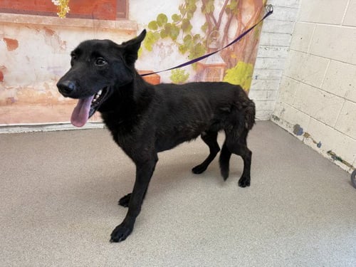 VIANA - Labrador Retriever available for adoption