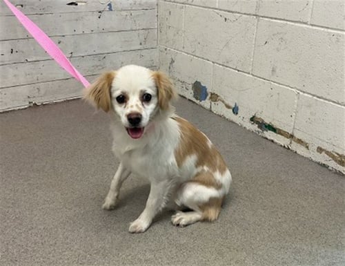 POPPY - Tibetan Spaniel available for adoption