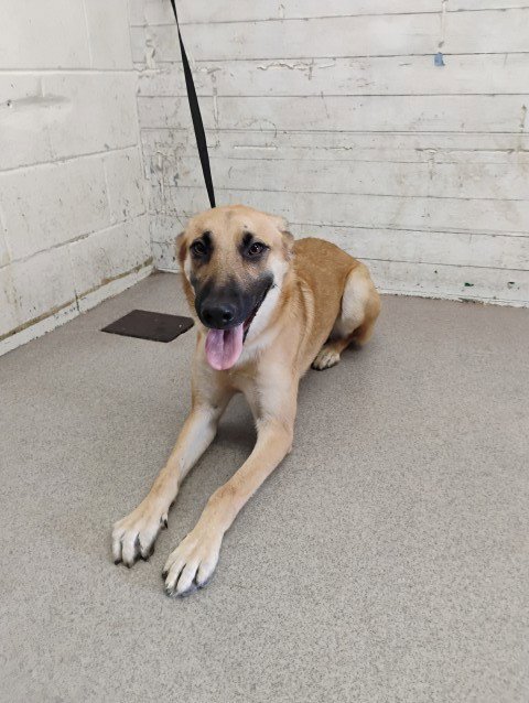 HAZELEE - German Shepherd Dog available for adoption