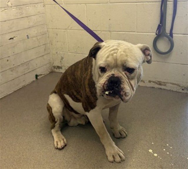 CHUCK NORRIS - American Bulldog available for adoption