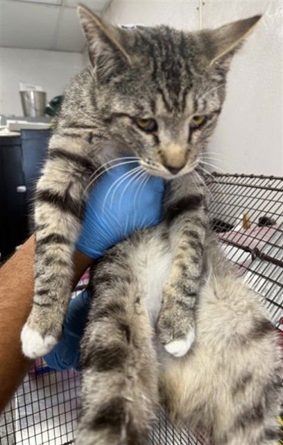 ATREYU - Domestic Short Hair available for adoption