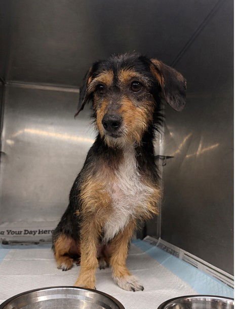 CINNAMON - Terrier available for adoption