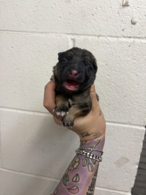 A597002 - German Shepherd Dog available for adoption