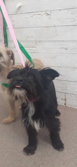 TRUDY - Terrier available for adoption