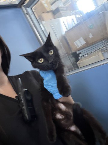 MINERVA - Domestic Short Hair available for adoption