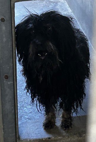 MOOSE - Terrier available for adoption