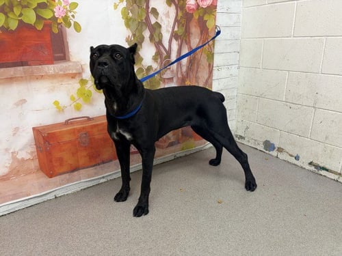 DAHLIA - Cane Corso Mastiff available for adoption