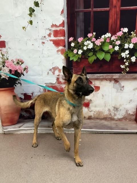 NOVA - Belgian Shepherd Malinois available for adoption