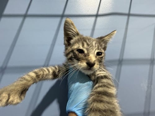 INNIE - Domestic Medium Hair available for adoption