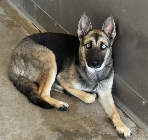 MAEVIS - German Shepherd Dog / Siberian Husky available for adoption