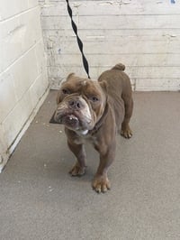CHOWDER - Photo 1