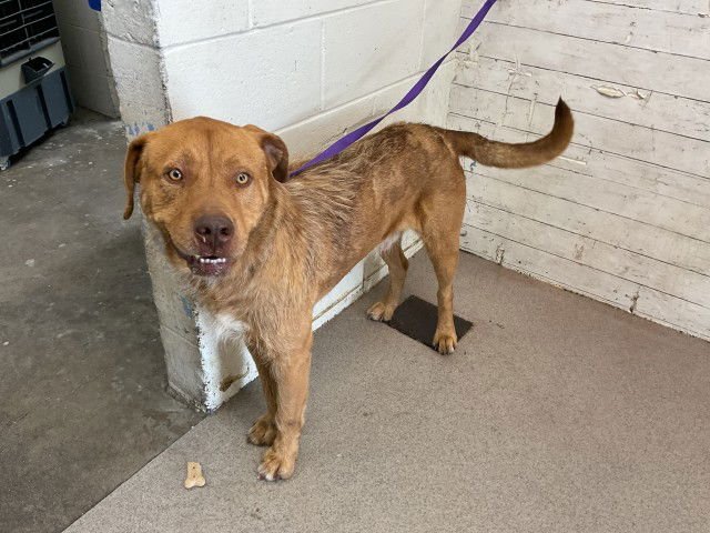 CHIP - Pit Bull Terrier available for adoption