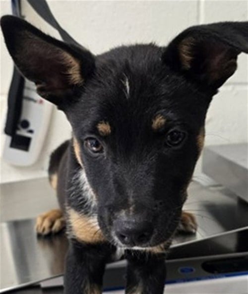 BENNIE - Queensland Heeler available for adoption