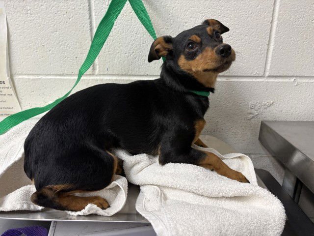 BARNABY - Miniature Pinscher available for adoption