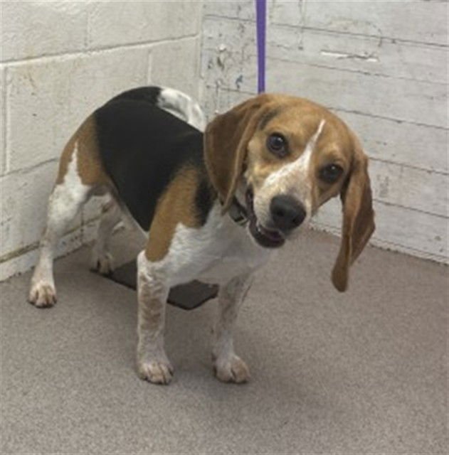 BINGO - Beagle available for adoption