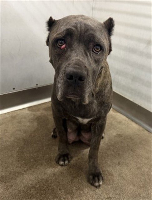 DANA - Cane Corso Mastiff available for adoption