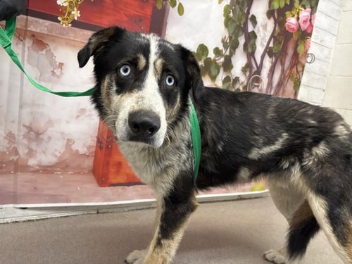 JERRY - Collie available for adoption