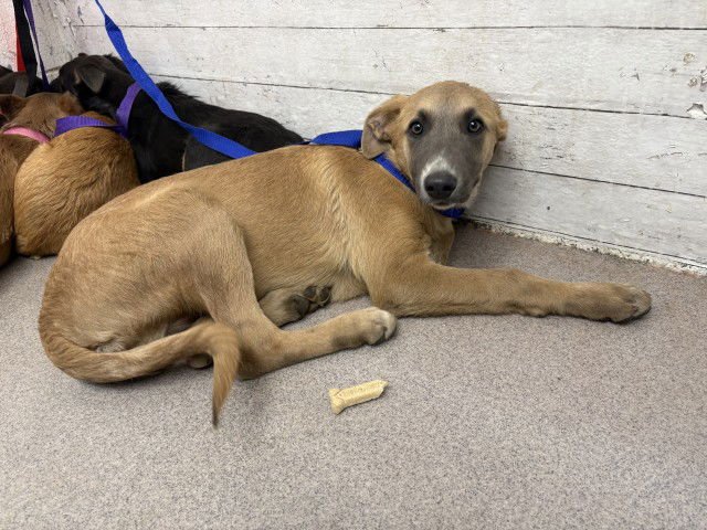 JACK - German Shepherd Dog available for adoption