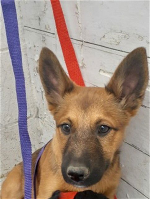 MONTY - Belgian Shepherd Malinois available for adoption