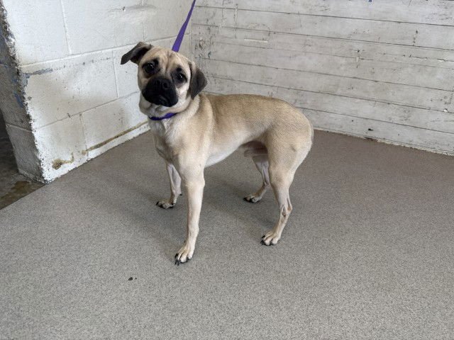 BINX - Pug available for adoption