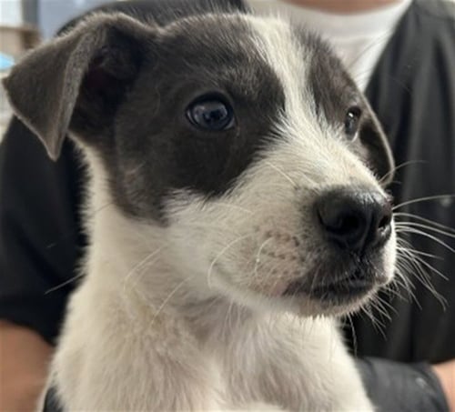 LOUIS - Pit Bull Terrier available for adoption
