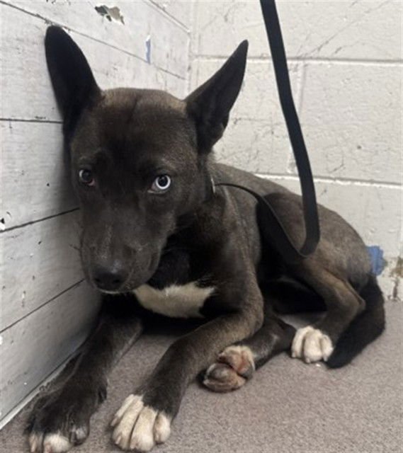 VIOLETA - German Shepherd Dog available for adoption