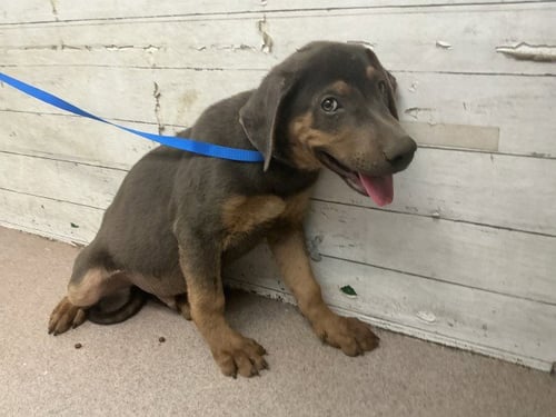 TYSON - Doberman Pinscher available for adoption