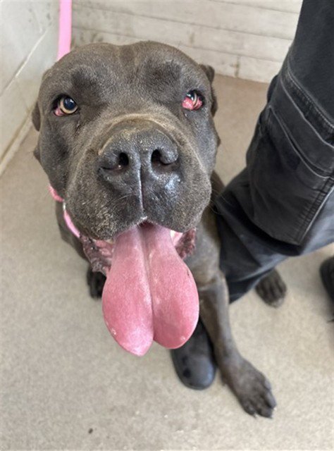CASH - Cane Corso Mastiff available for adoption
