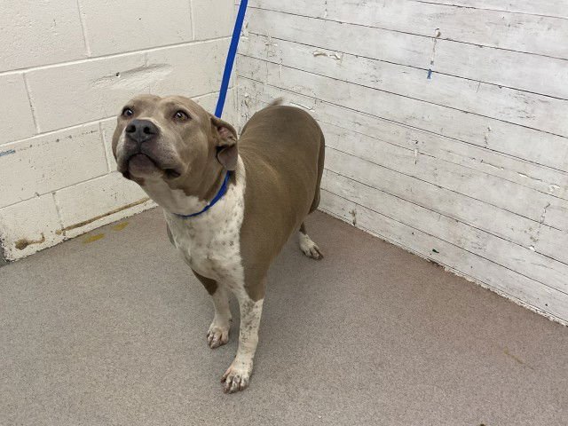 CHIQUITA - Pit Bull Terrier available for adoption