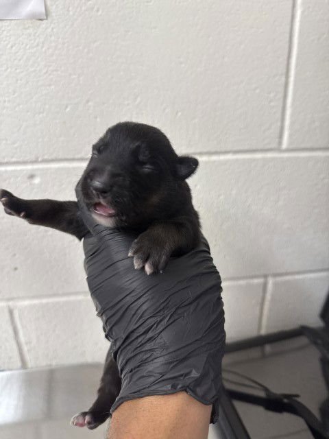 INDIGO - Belgian Shepherd Malinois available for adoption