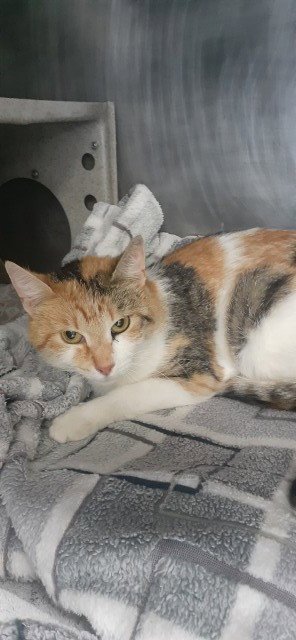 BEBE - Domestic Short Hair available for adoption