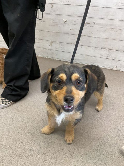 DALLAS - Terrier available for adoption