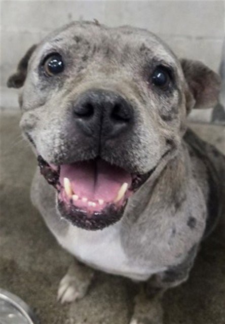 DAHLIA - American Pit Bull Terrier available for adoption