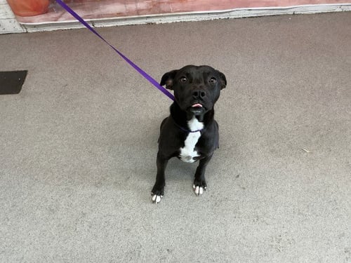 CASH - Pit Bull Terrier available for adoption