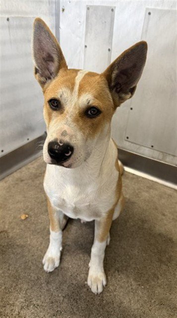 KIMBO - Carolina Dog available for adoption