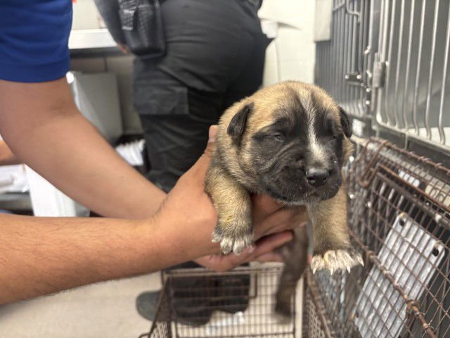 PENELOPE - Pit Bull Terrier / German Shepherd Dog available for adoption