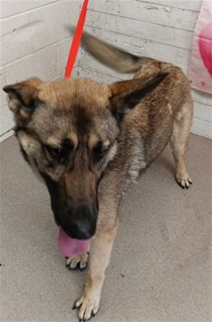 REBA - German Shepherd Dog available for adoption