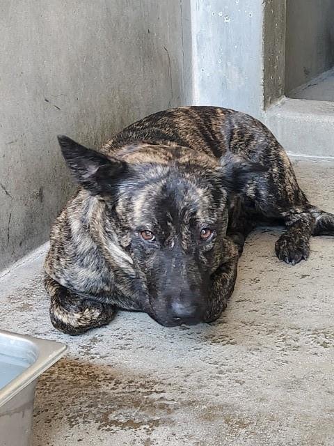 PENNY - German Shepherd Dog available for adoption