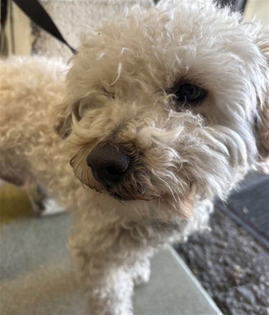 NIMBUS - Maltese available for adoption