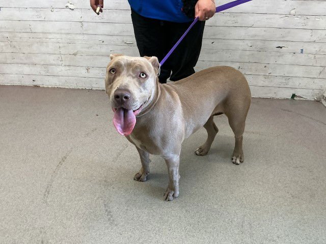 BIRDIE - Pit Bull Terrier available for adoption