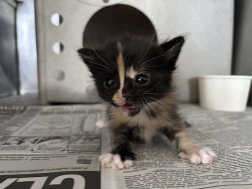 A596398 - Domestic Short Hair available for adoption