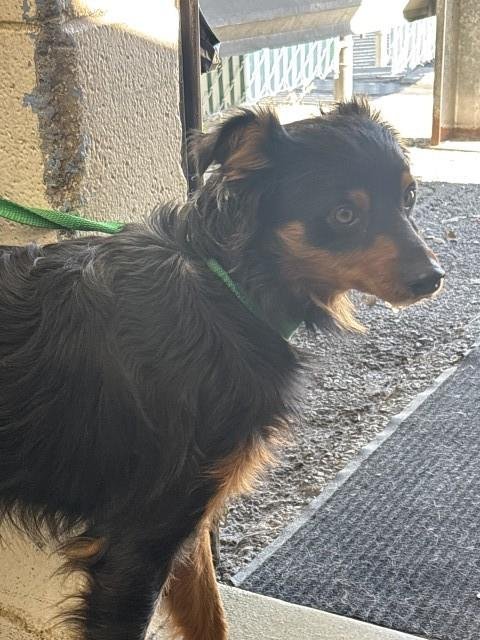 CURLY - Terrier available for adoption