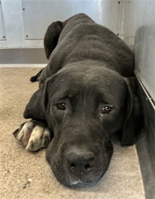 JAXTON - Cane Corso Mastiff available for adoption