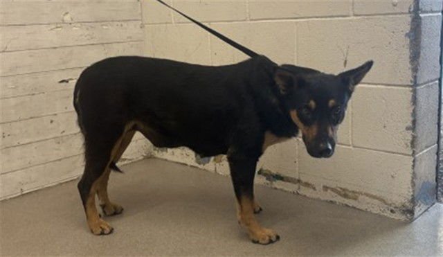 BLUEBELL - Queensland Heeler / German Shepherd Dog available for adoption