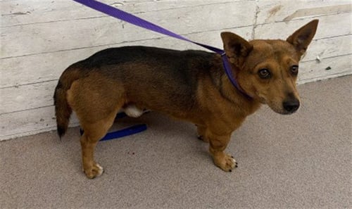 ARGOS - Chihuahua / Cardigan Welsh Corgi available for adoption